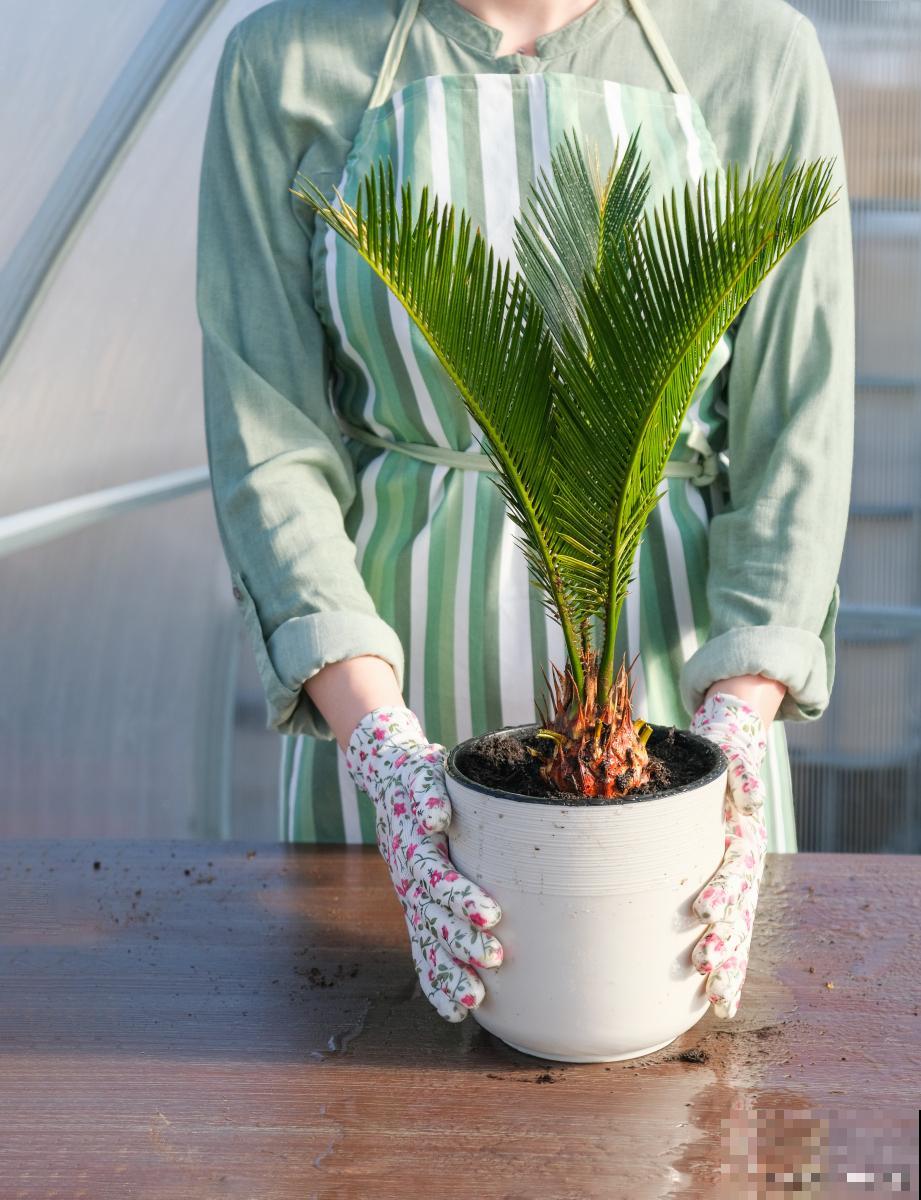 厕所旁边种什么植物好