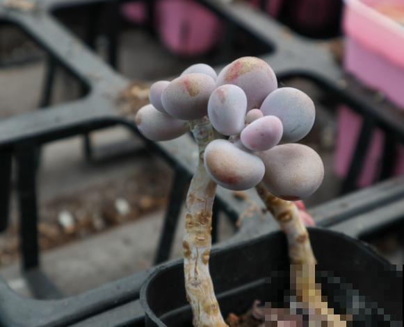 夏季养殖桃蛋总出问题,主要和这3点有关,学会了轻松度夏 夏季养殖桃蛋总出问题,主要和这3点有关,学会了轻松度夏