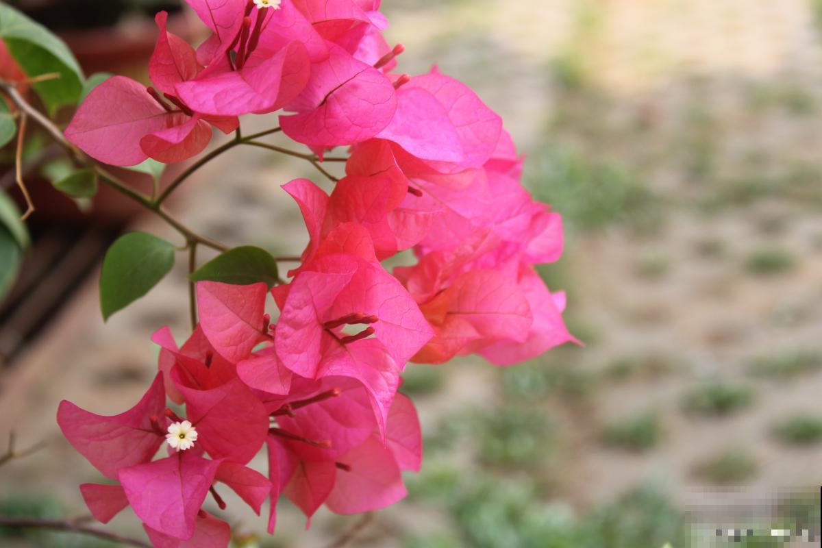 怎么给三角梅换盆 怎么给三角梅换盆