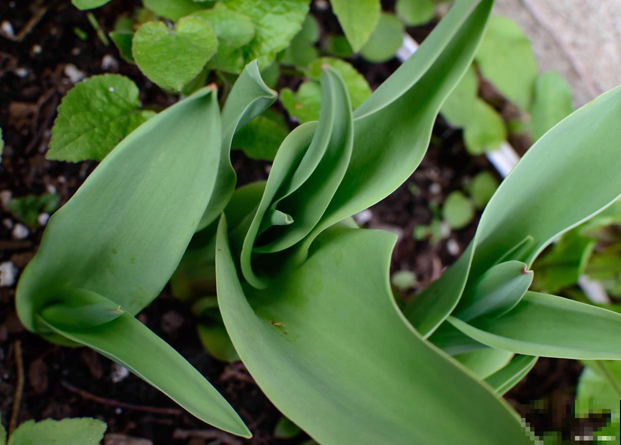 一叶兰如何分株? 一叶兰如何分株?