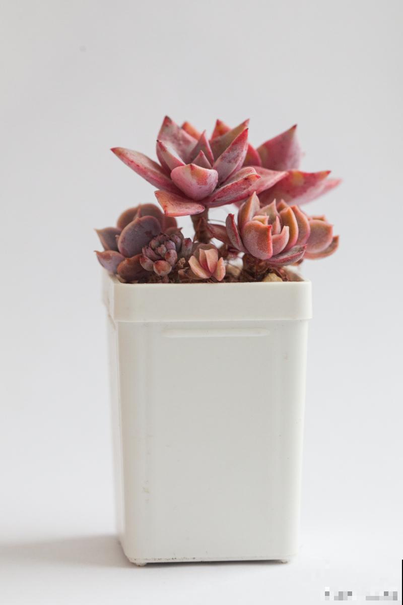 多肉秀妍怎么养护会更漂亮