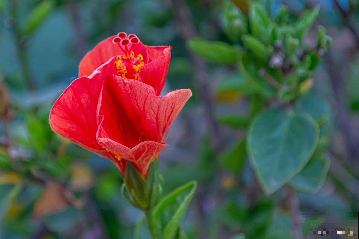 扶桑花什么时候扦插 扶桑花什么时候扦插