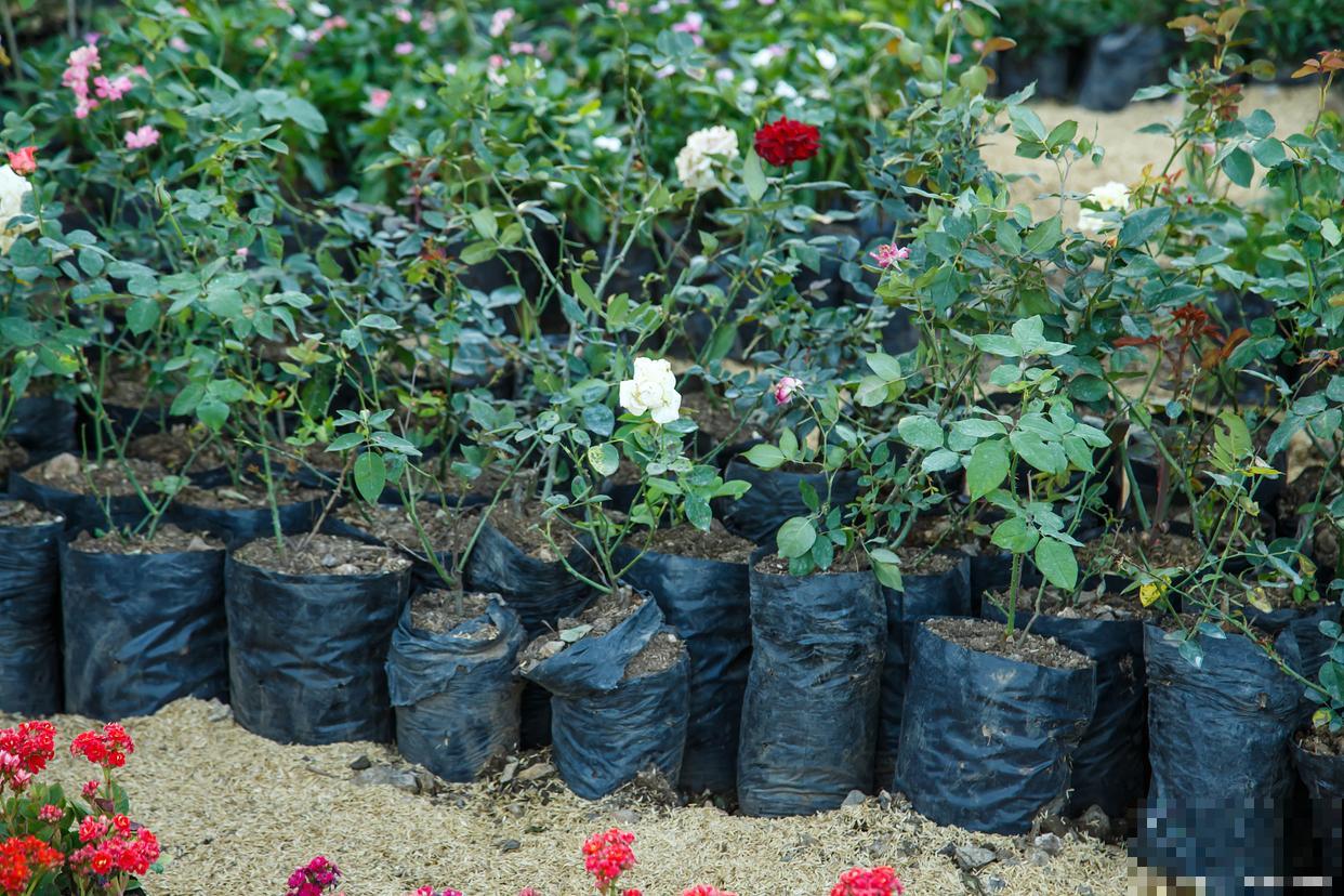 玫瑰怎么养才能养活