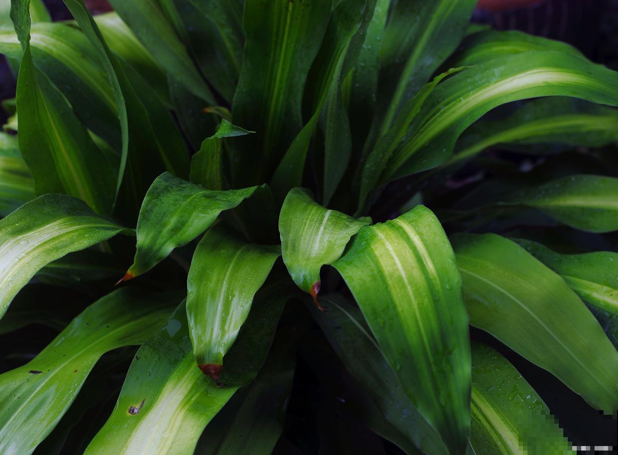一叶兰如何分株? 一叶兰如何分株?