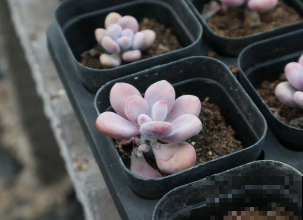 夏季养殖桃蛋总出问题,主要和这3点有关,学会了轻松度夏 夏季养殖桃蛋总出问题,主要和这3点有关,学会了轻松度夏