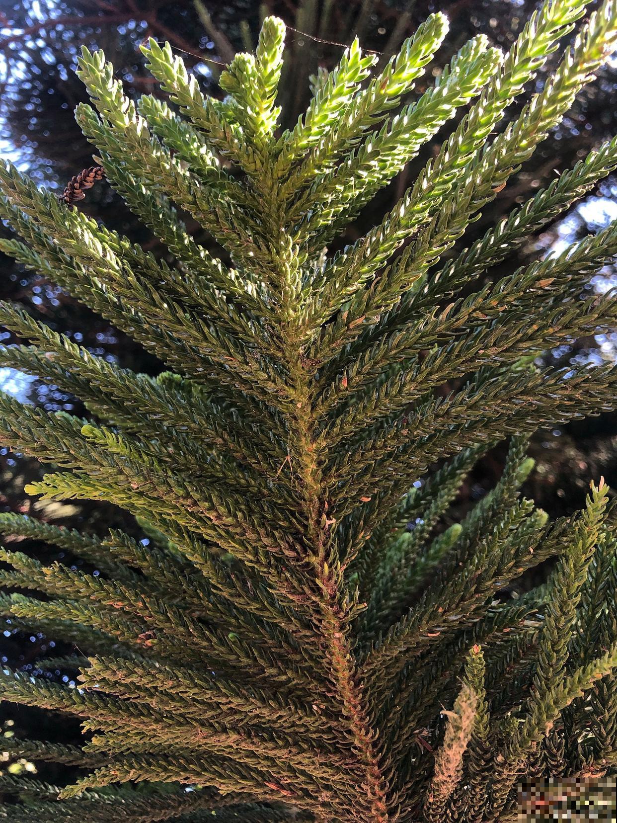 南洋杉盆景怎么修剪