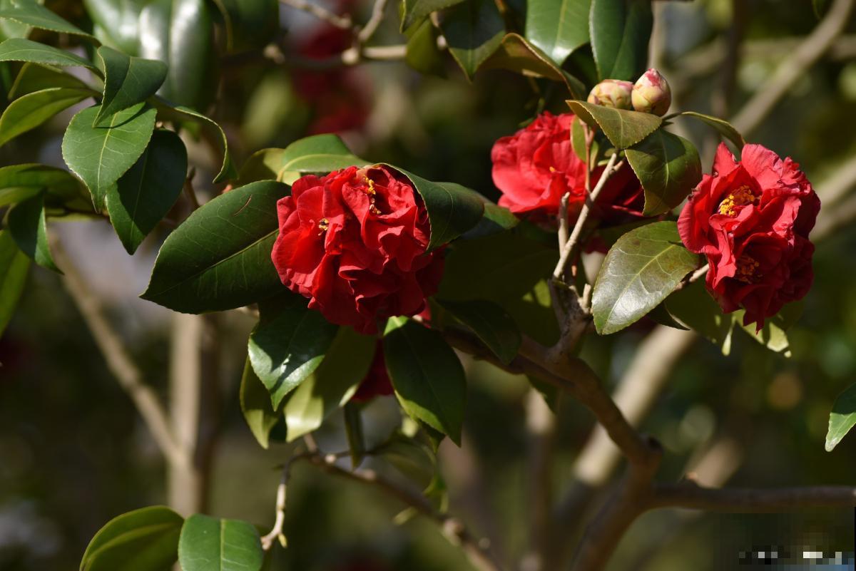 茶梅为什么比茶花贵