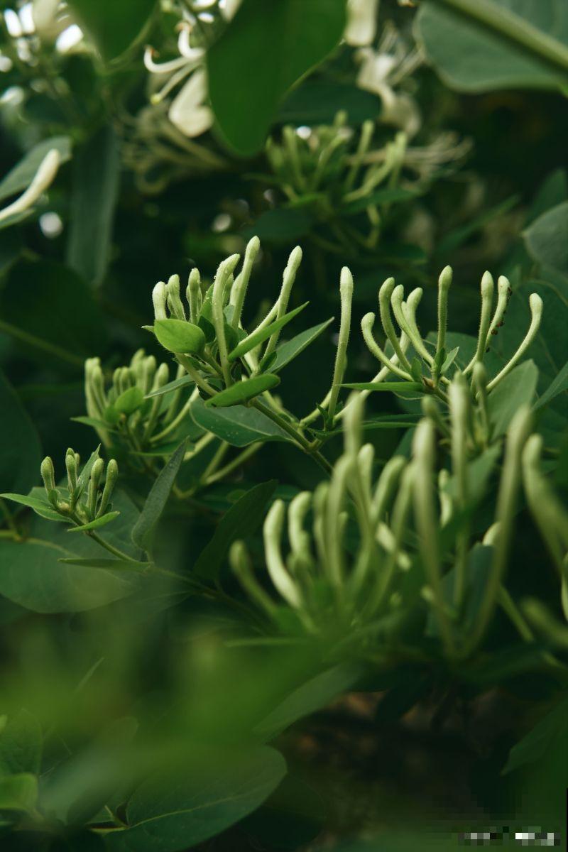 金银花怎么养殖方法