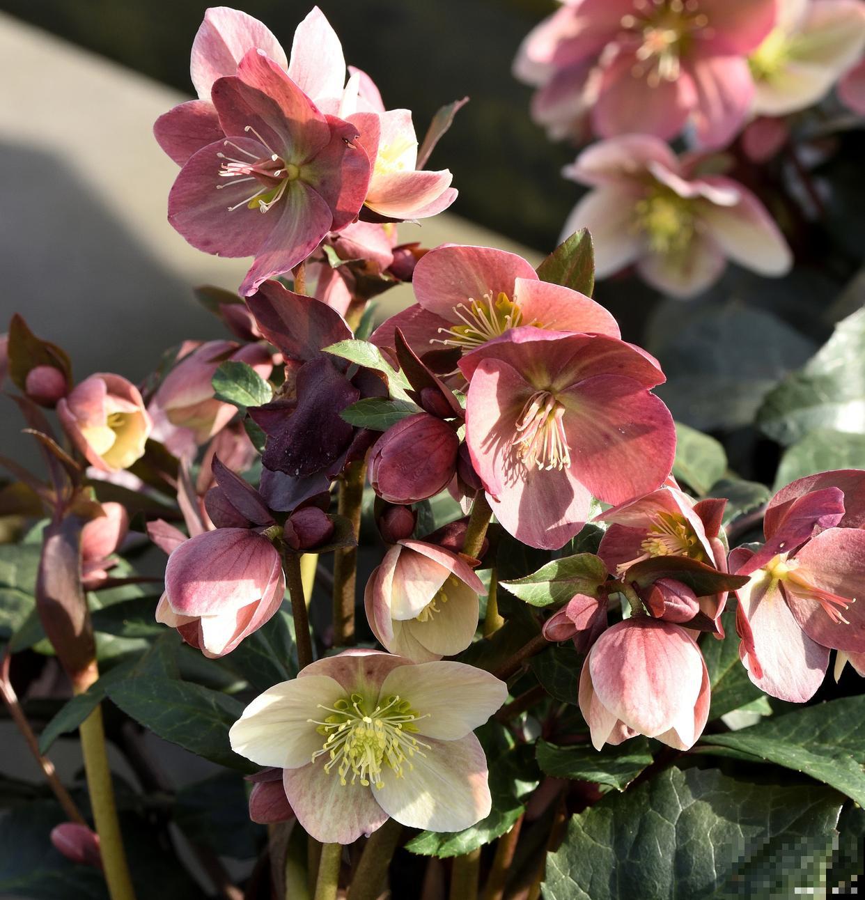 铁筷子用大盆还是小盆