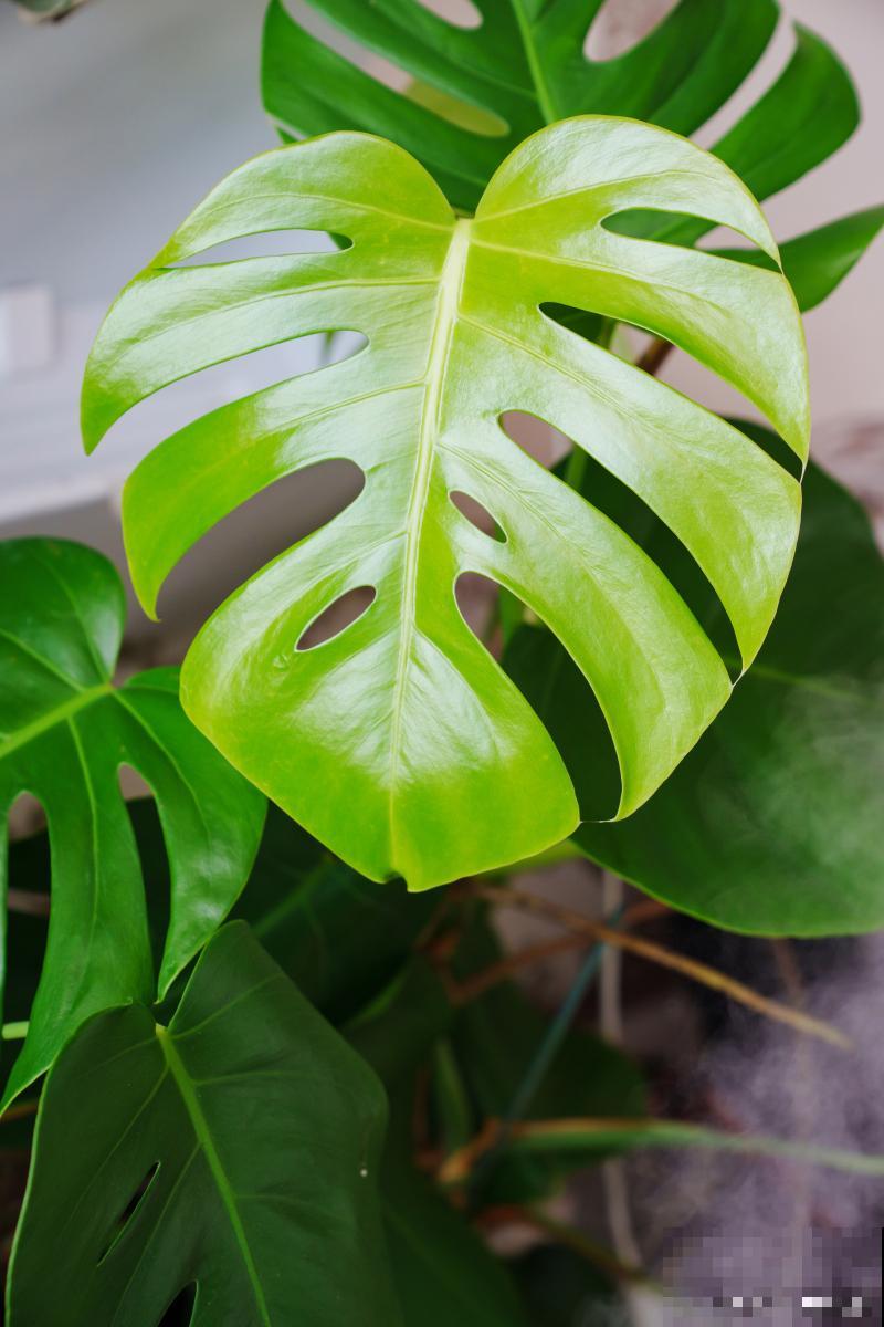 龟背竹怎么水培？