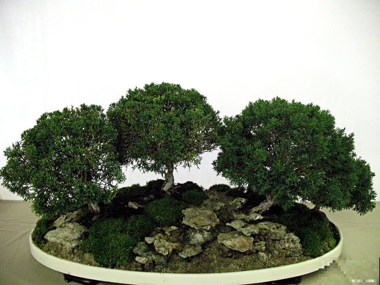 如何给盆景施肥？