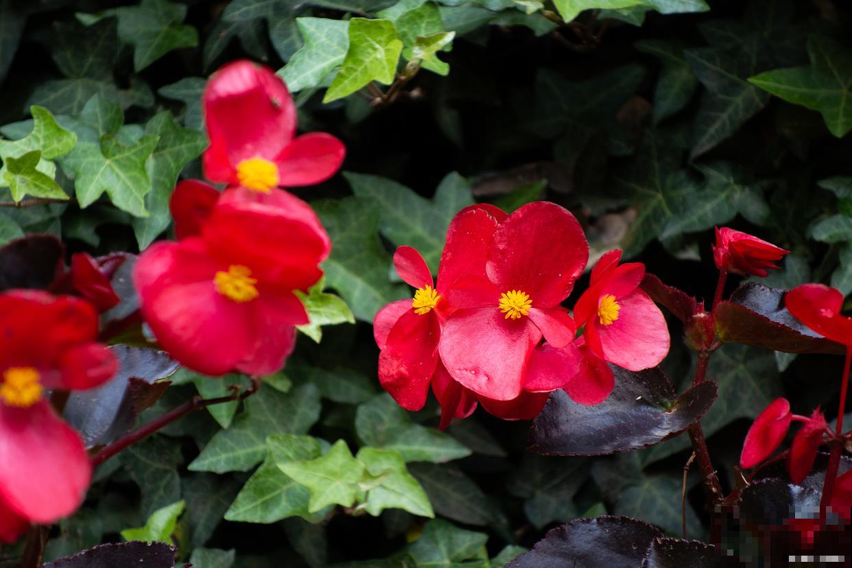 秋海棠如何繁殖？