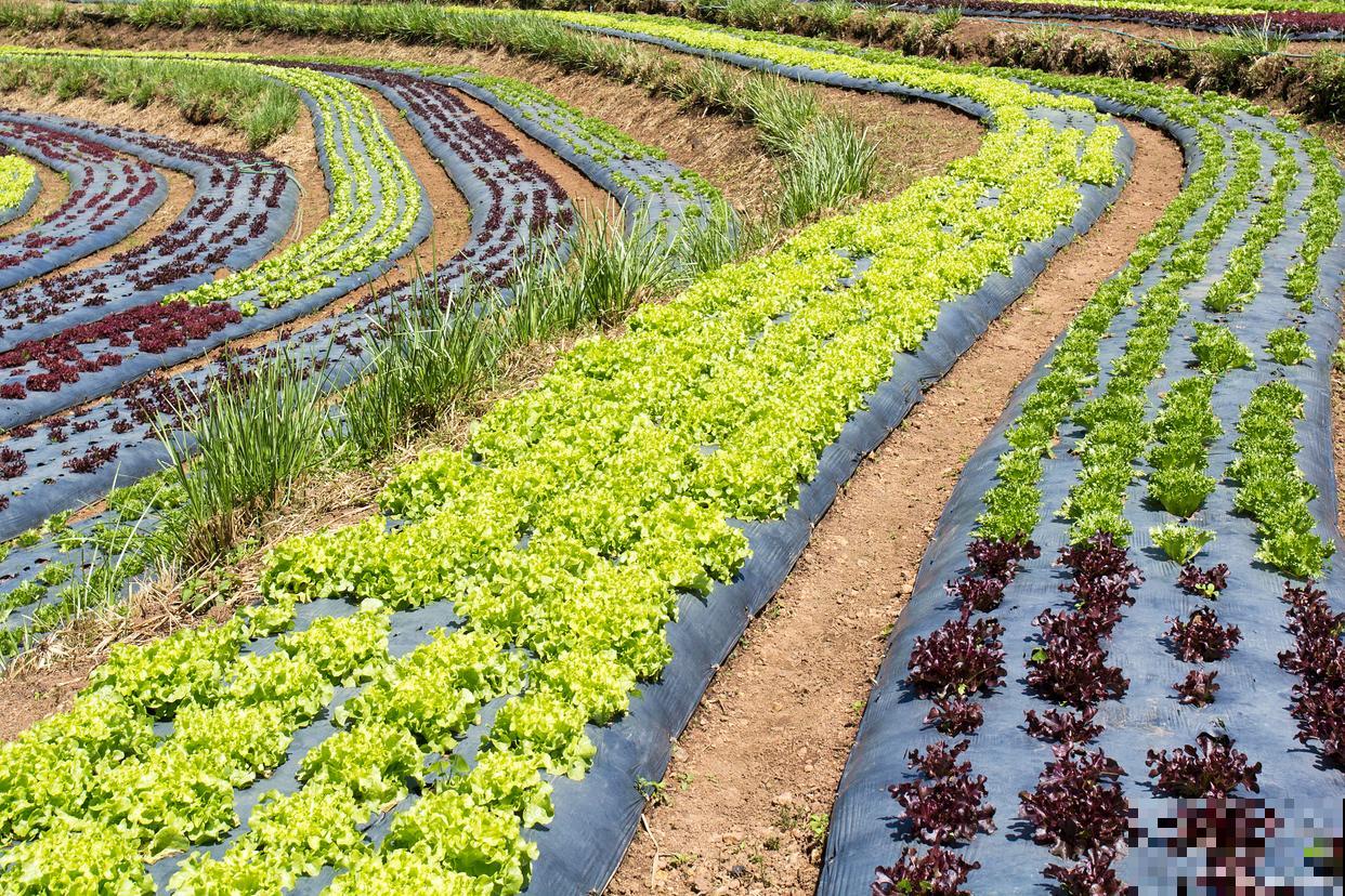 螺丝菜的种植方法