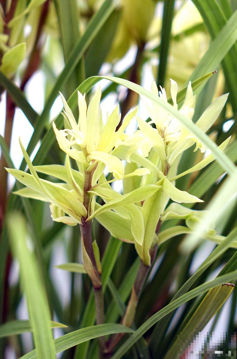 宽叶兰花怎么养? 宽叶兰花怎么养?