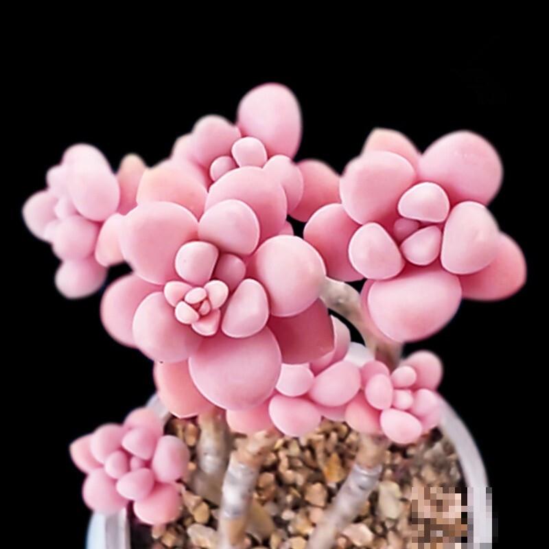 多肉植物叶子发黄是什么原因