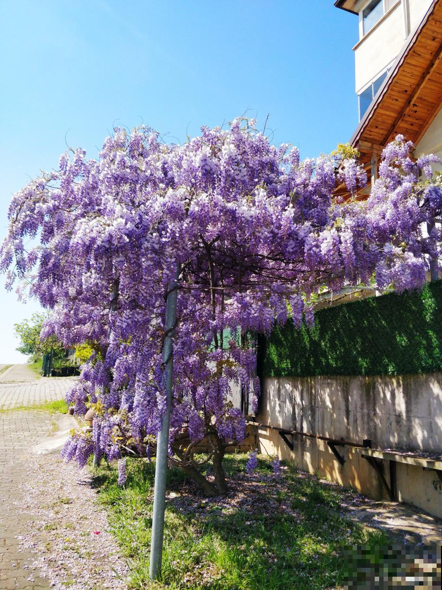 盆栽紫藤怎么样才能多开花 盆栽紫藤怎么样才能多开花