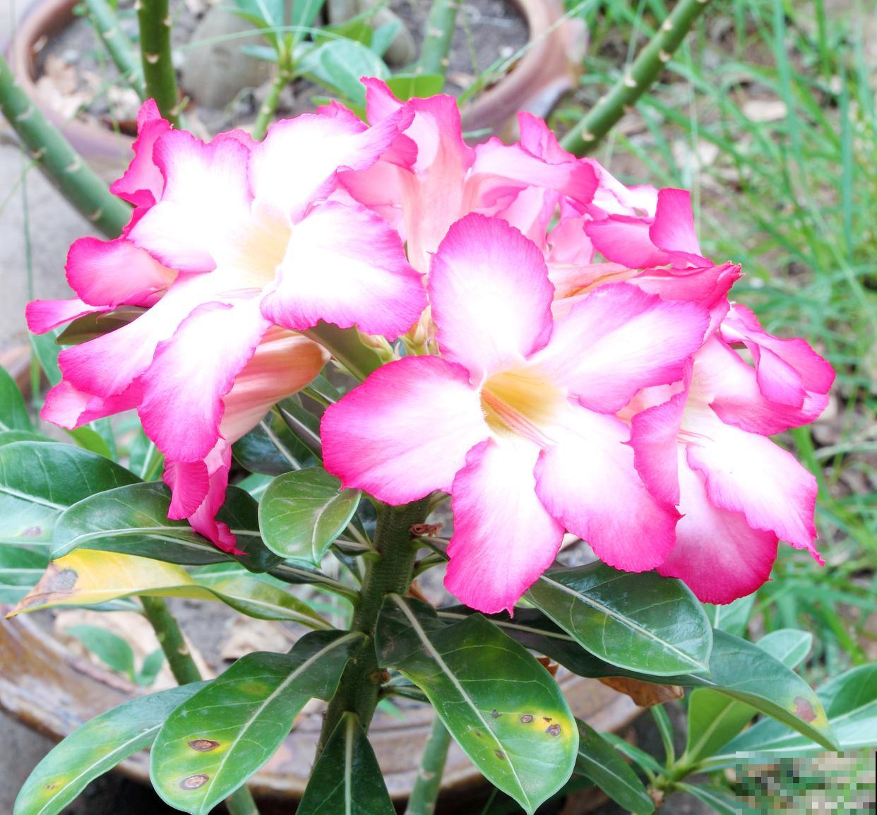 沙漠玫瑰花期多久 沙漠玫瑰花期多久