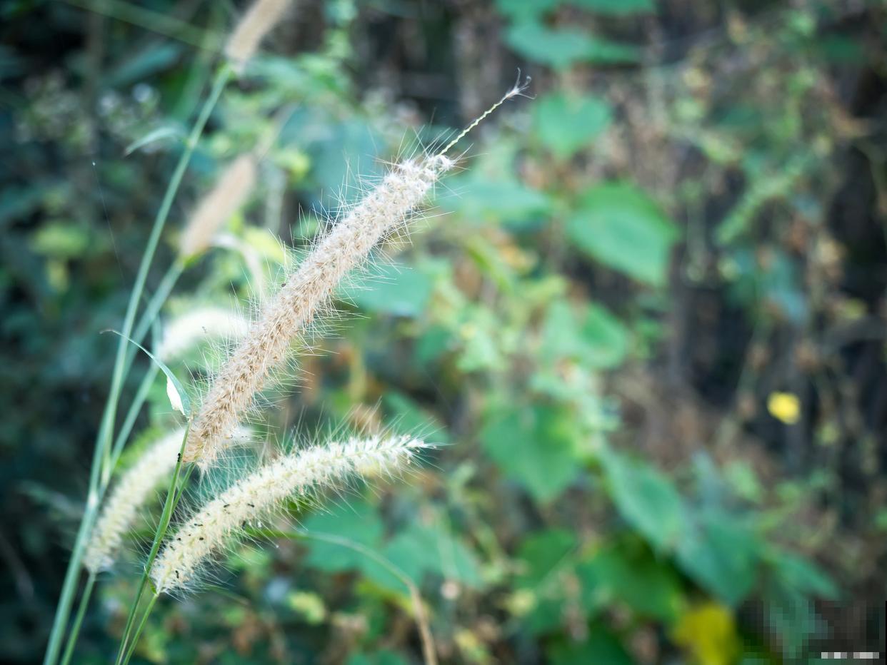 猫尾草如何种植? 猫尾草如何种植?