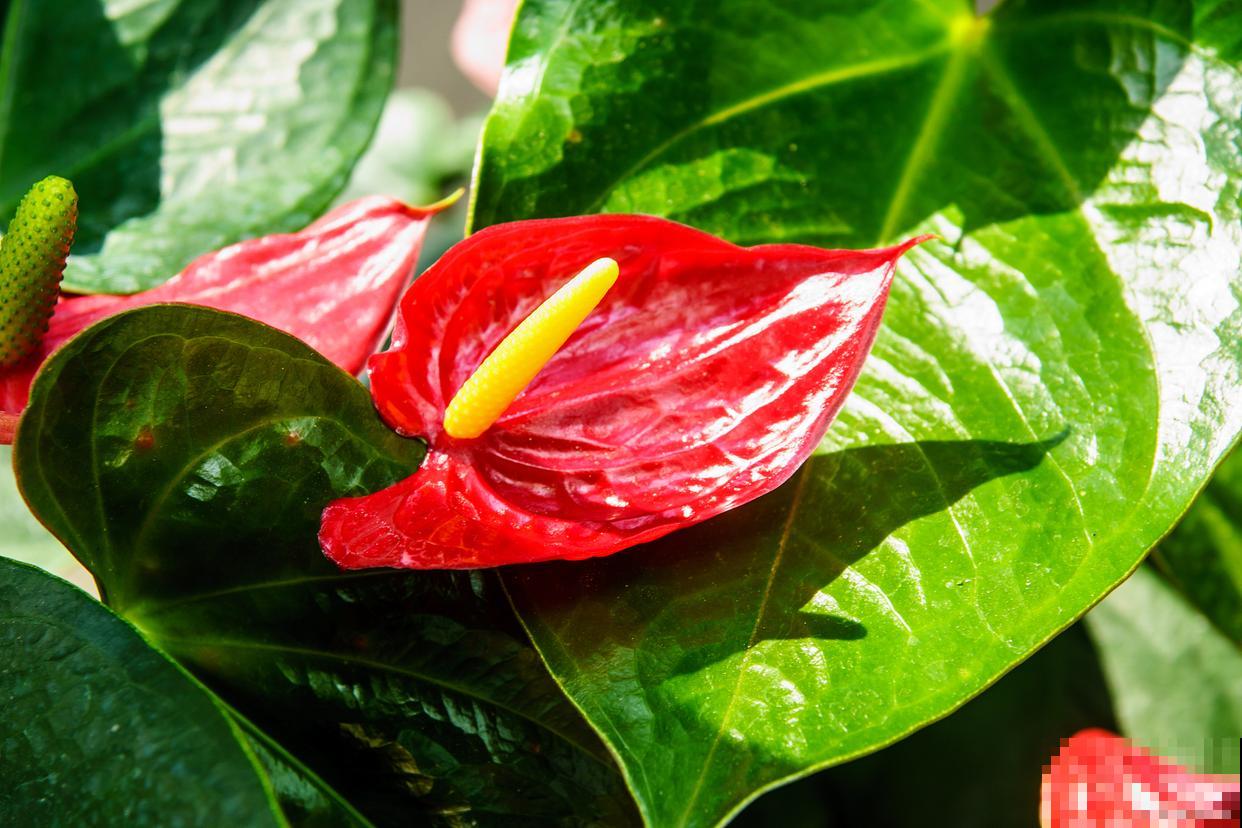 火鹤花不红怎么回事