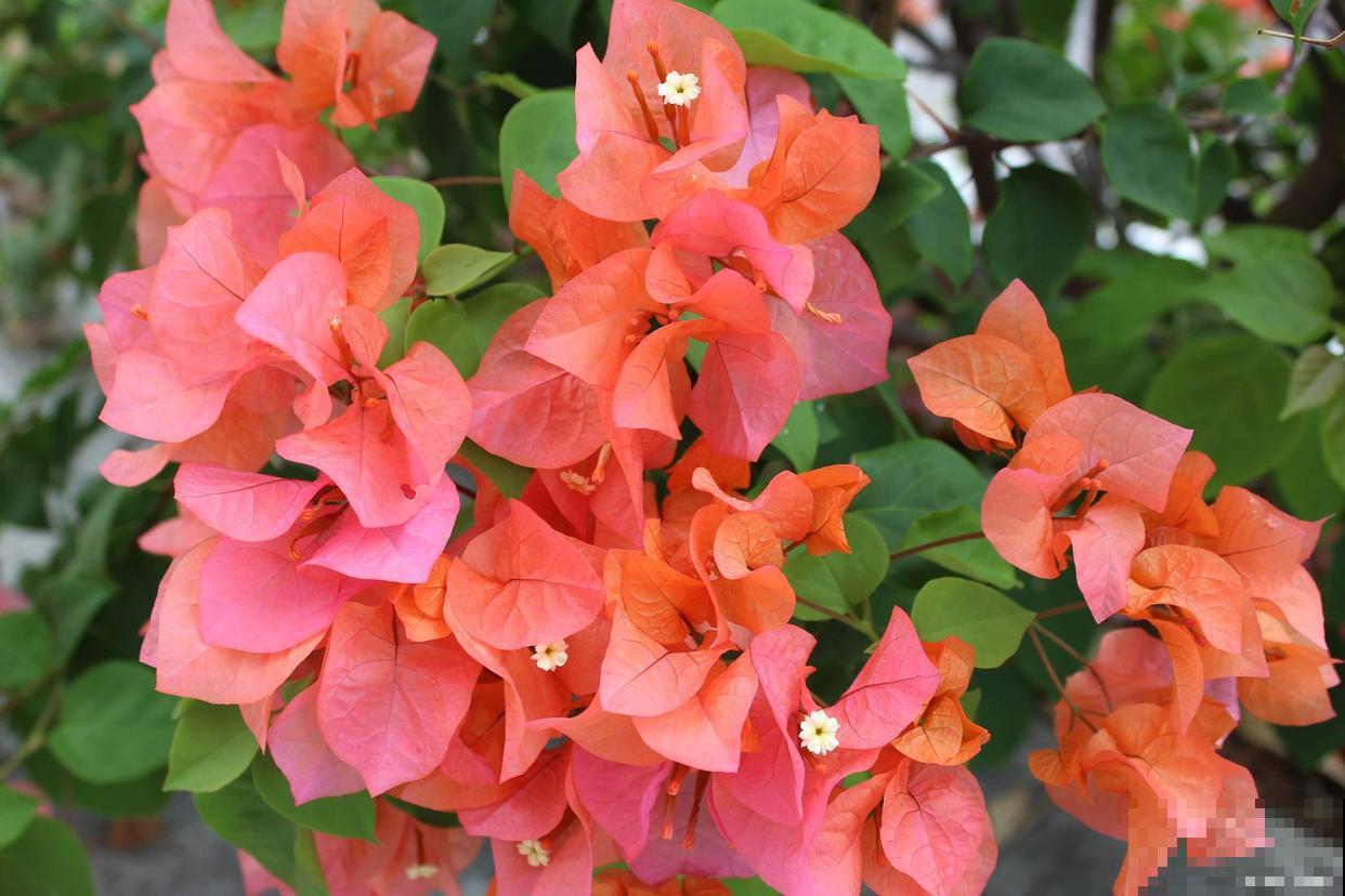 三角梅春天种植方法 三角梅春天种植方法