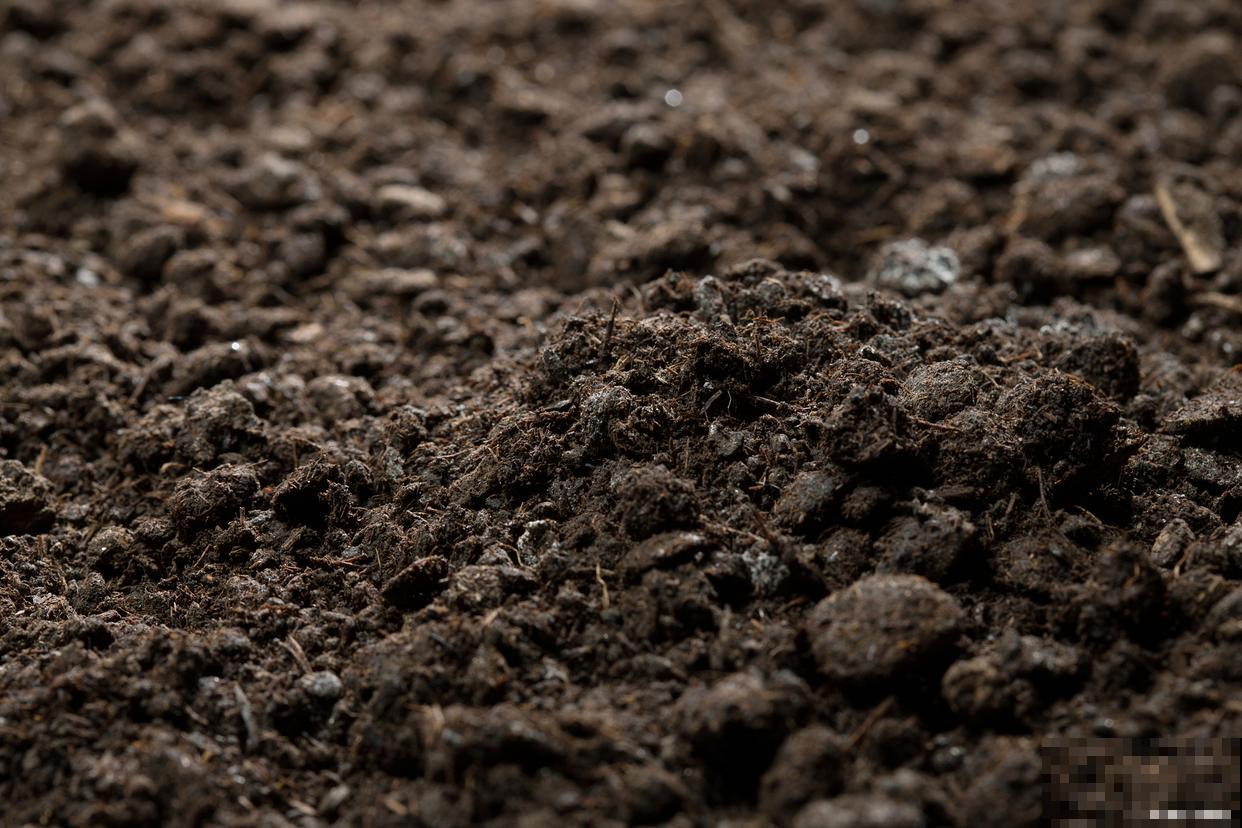 发财树喜欢什么土壤