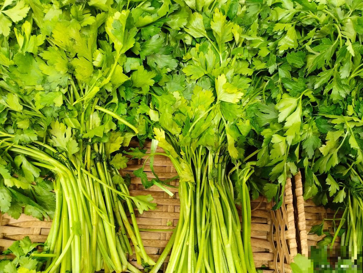 水芹菜怎么种植？