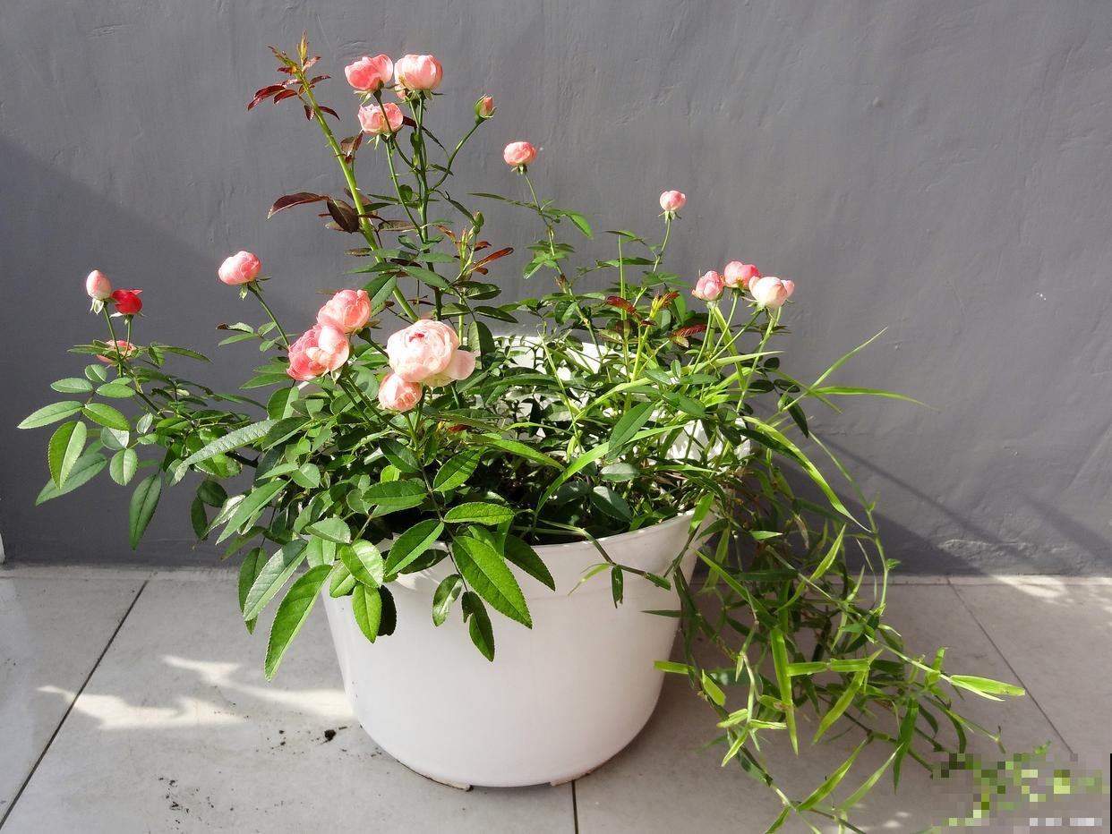 月季如何爆盆的? 月季如何爆盆的?