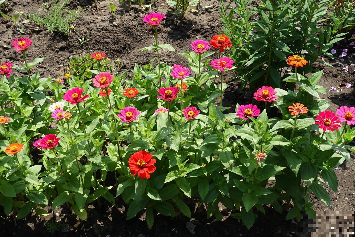 百日草花什么时候播种