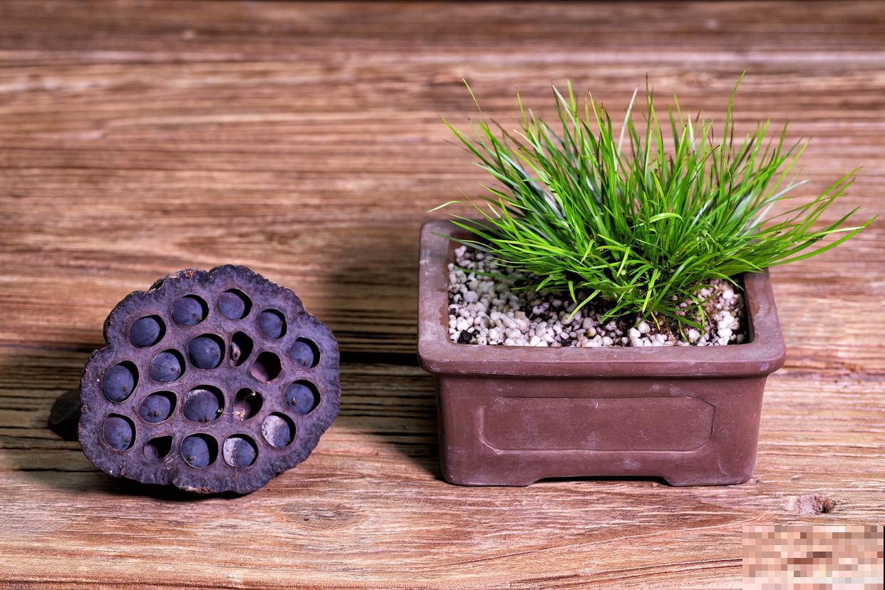 菖蒲如何繁殖的？