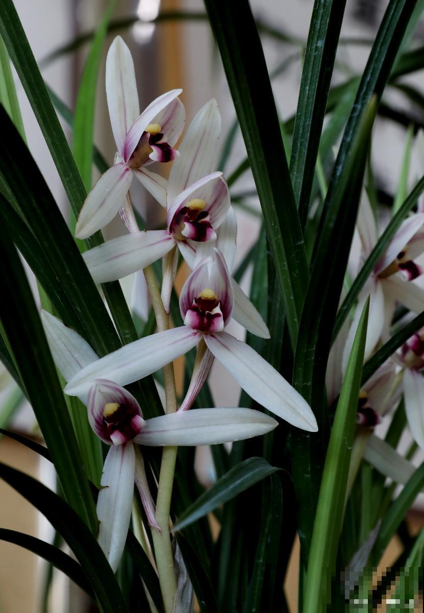 建兰夏季如何养护