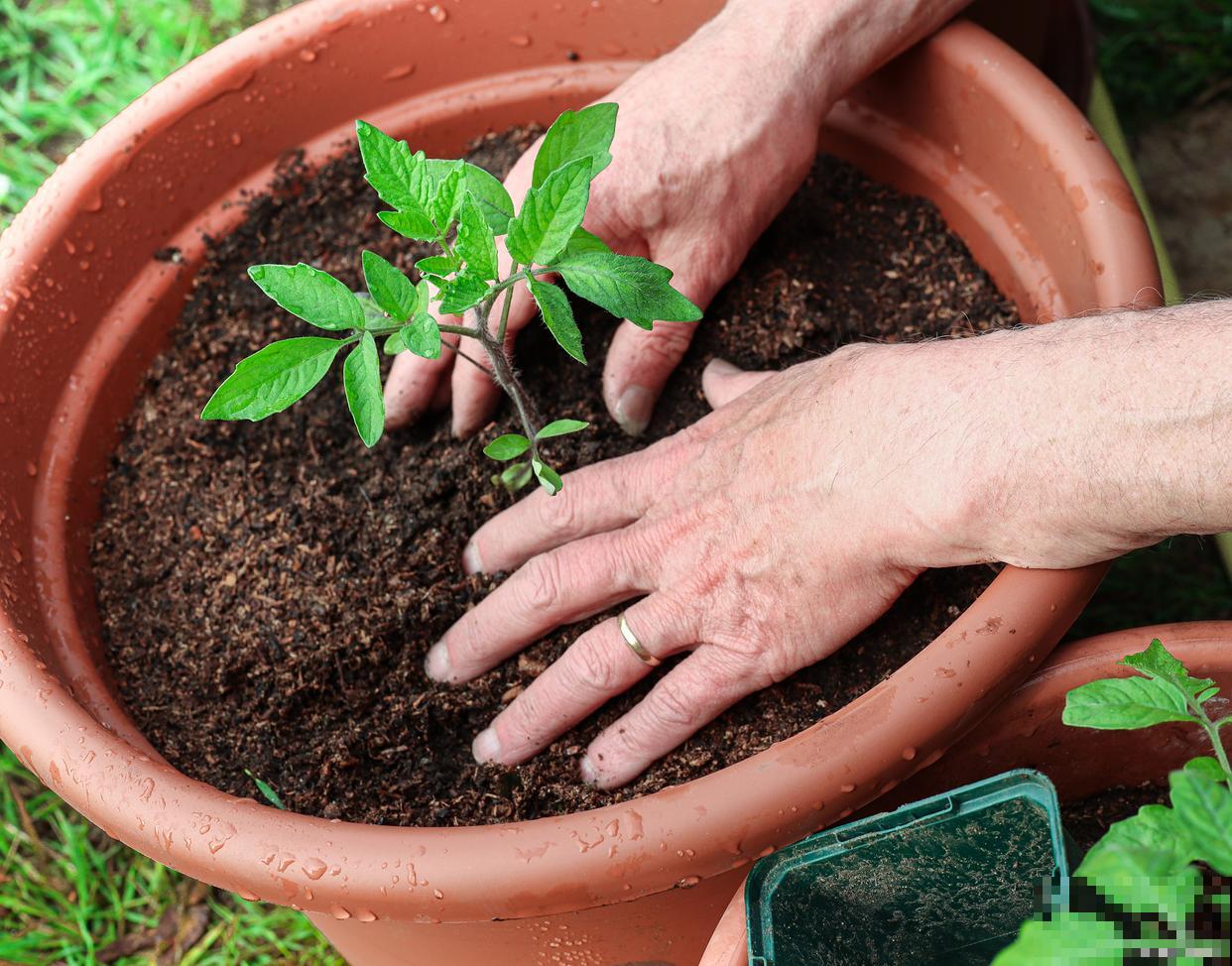 盆栽怎么翻土的？