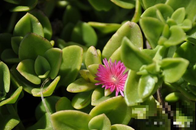 牡丹吊兰怎么养护