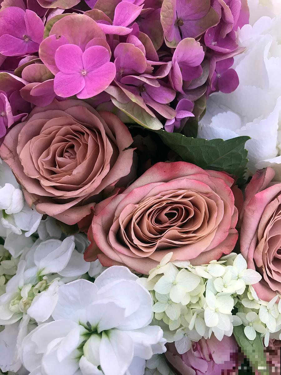 海洋之歌玫瑰怎么养 海洋之歌玫瑰怎么养