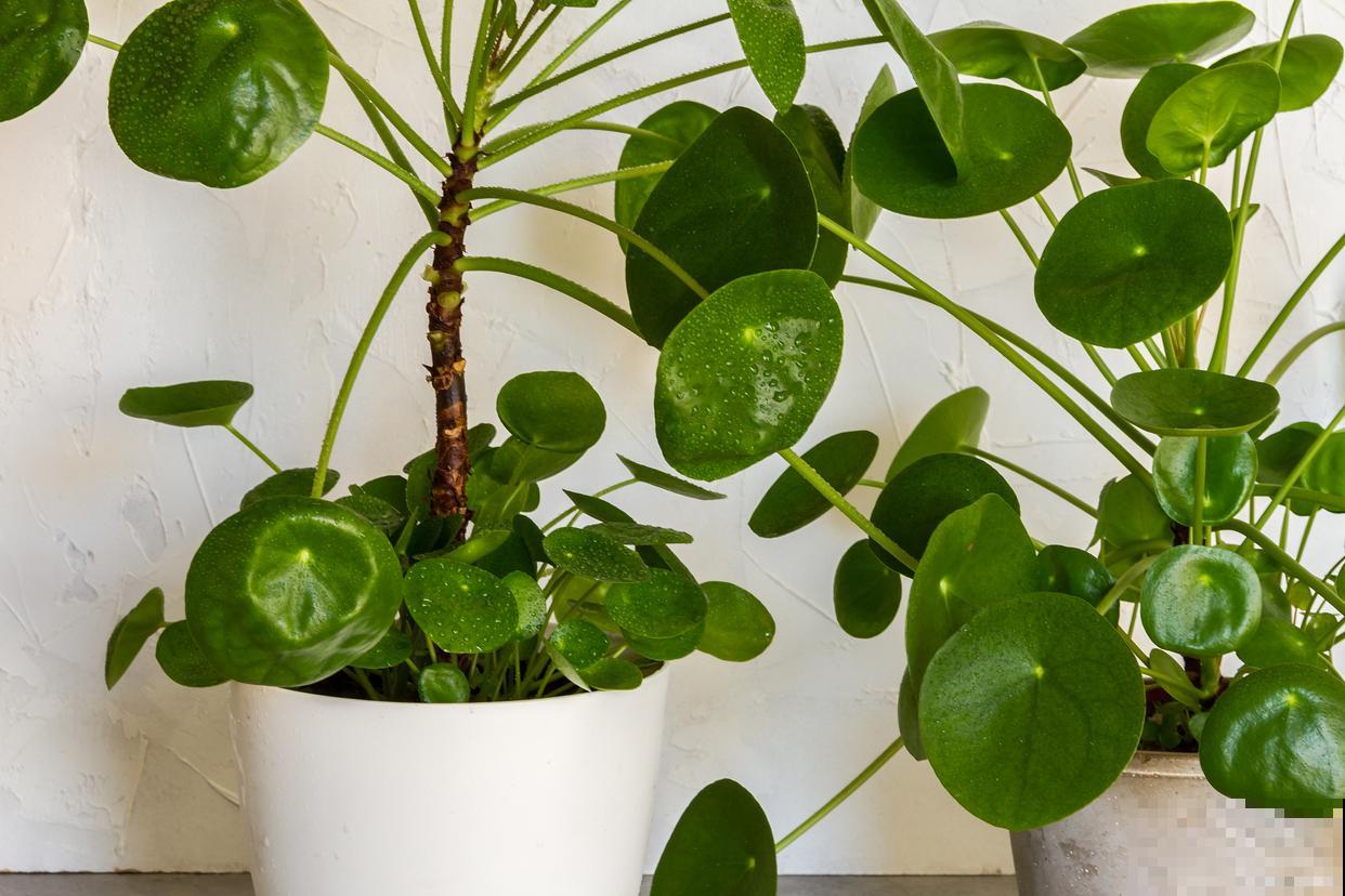 金钱兜在客厅怎么摆 金钱兜在客厅怎么摆