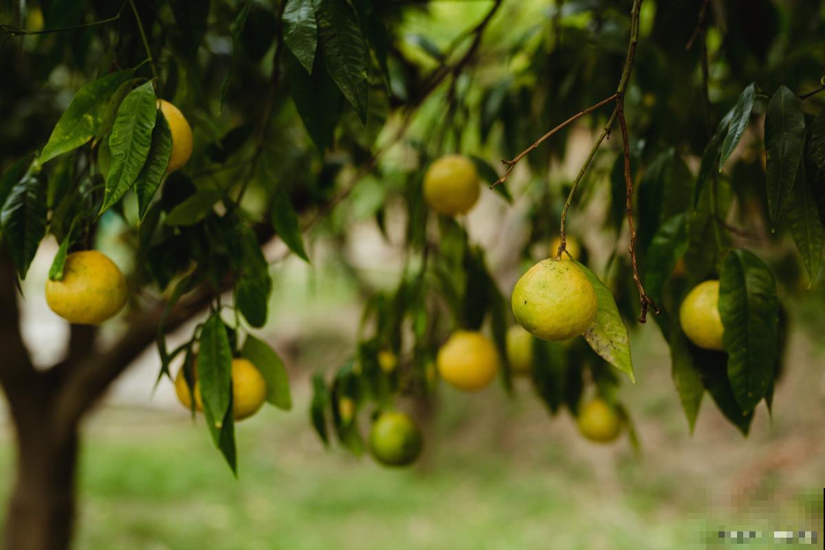 柠檬树怎么疏花蕾
