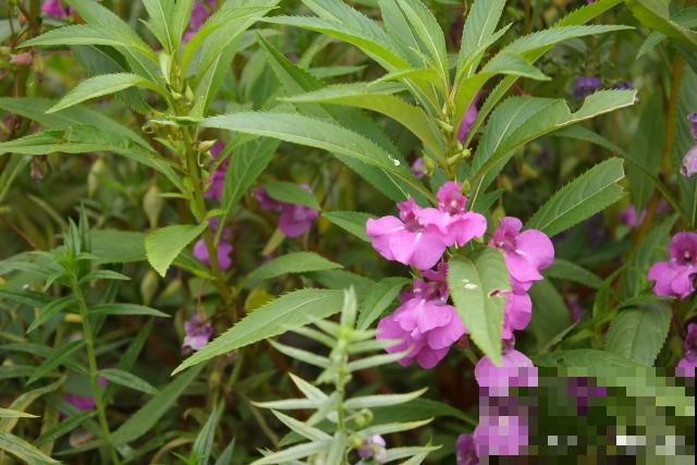凤仙花什么时候种植 凤仙花什么时候种植