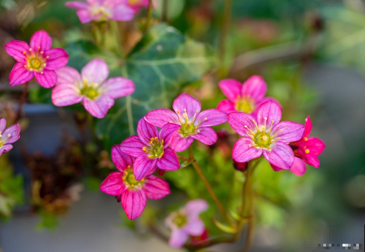 红花酢浆草夏天怎么养