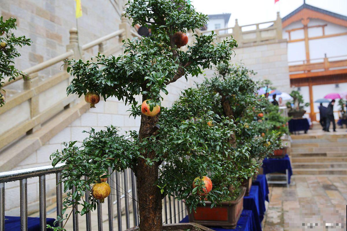 石榴树盆景怎么养