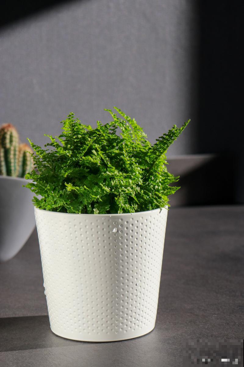 龟甲龙如何发根？