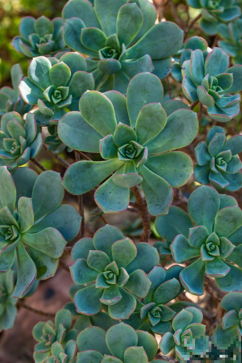 锦晃星怎么扦插？