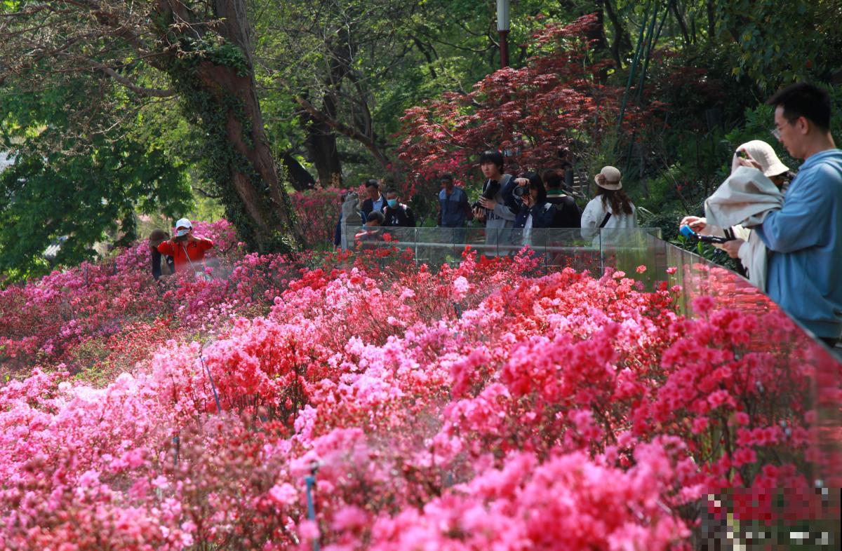 丹东杜鹃花什么时候开花 丹东杜鹃花什么时候开花