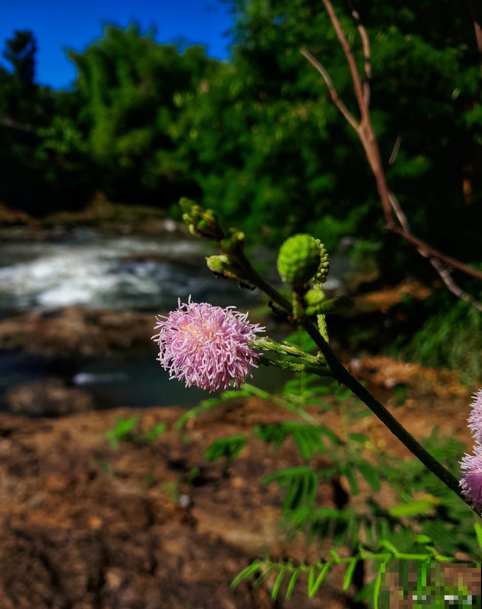 含羞草的种子怎么种