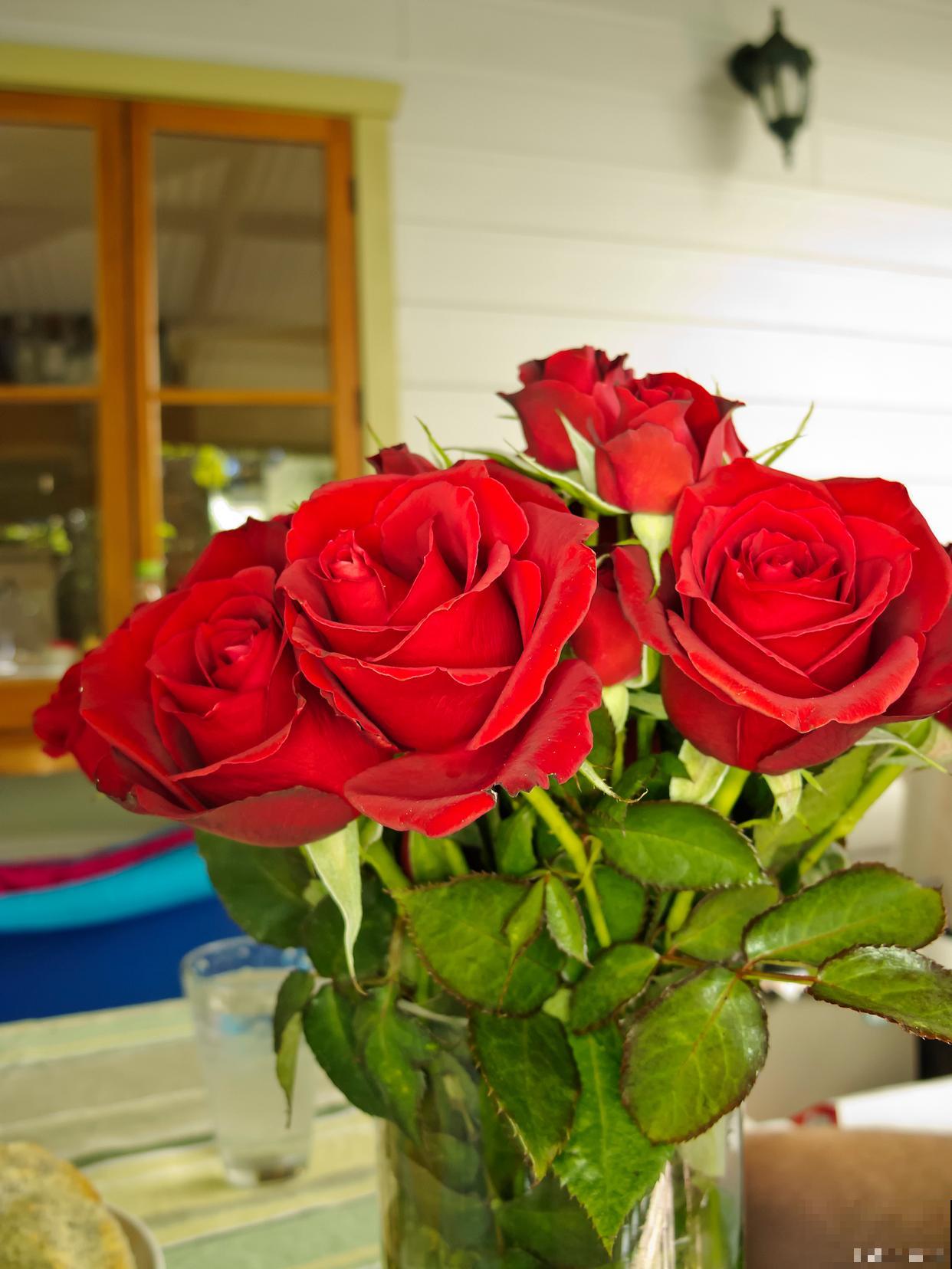 玫瑰花盆栽怎么养 玫瑰花盆栽怎么养