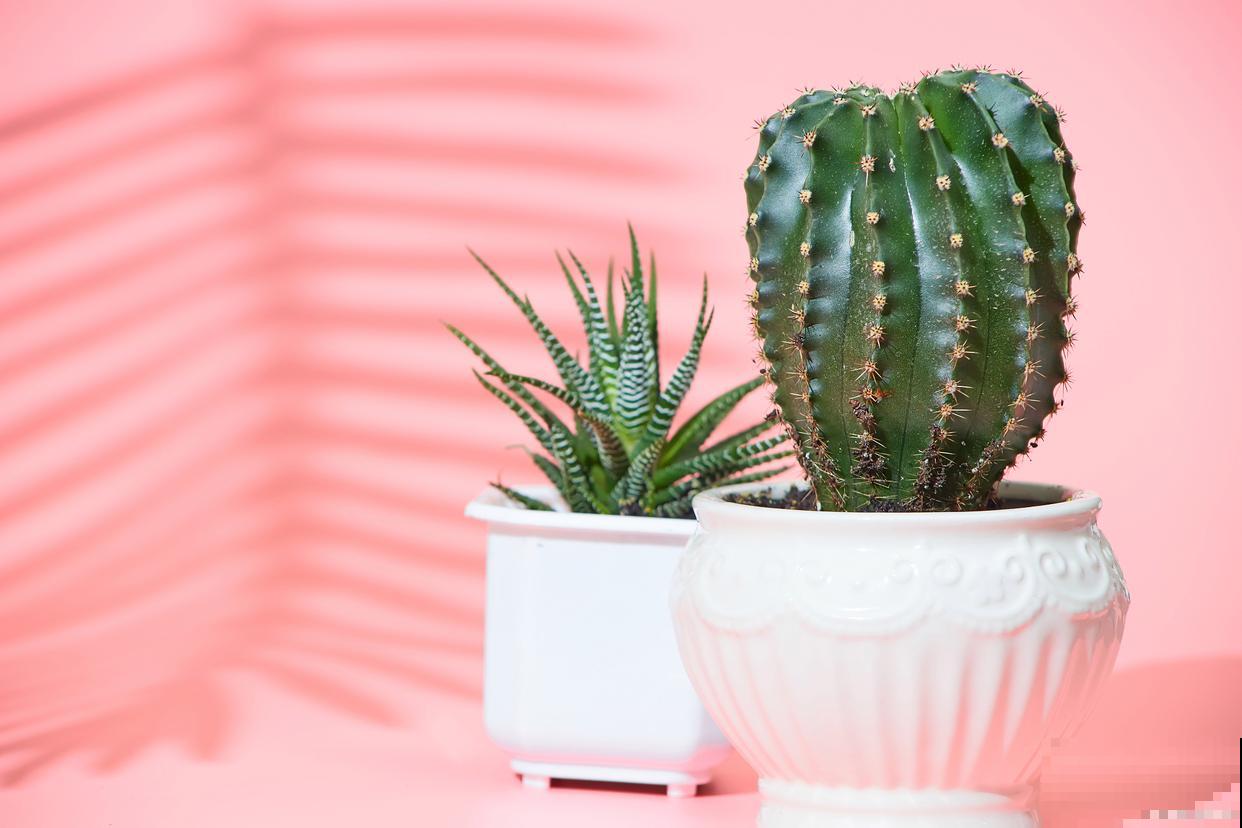 仙人掌怎么种植方法 仙人掌怎么种植方法