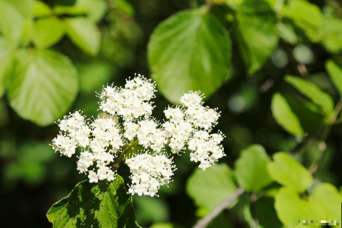 麻叶绣线菊怎么养