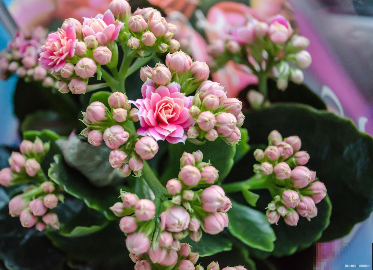 如何扦插长寿花? 如何扦插长寿花?