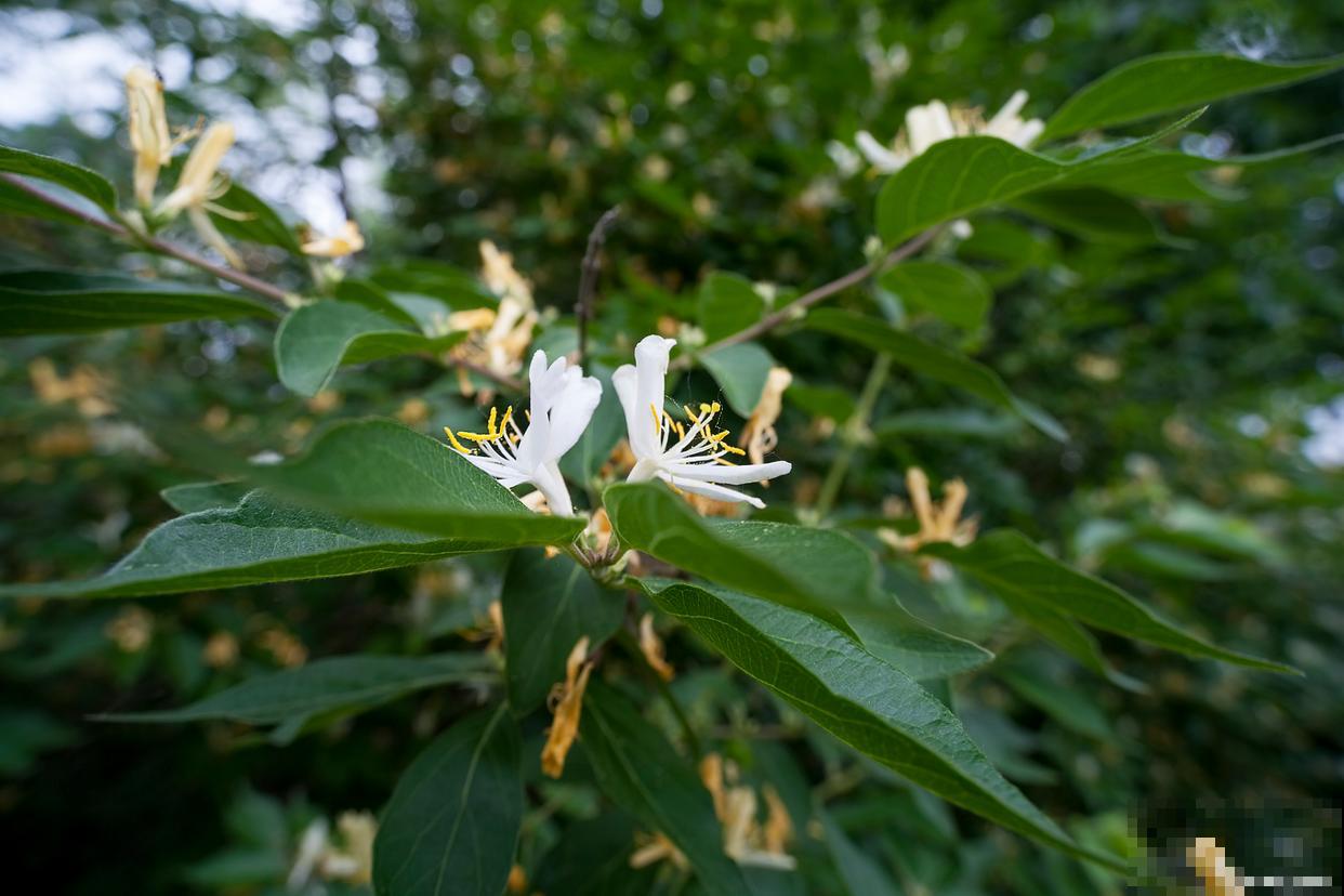 金银忍冬怎么养？