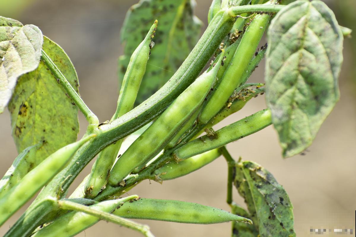 长豆角的种植方法和时间 长豆角的种植方法和时间