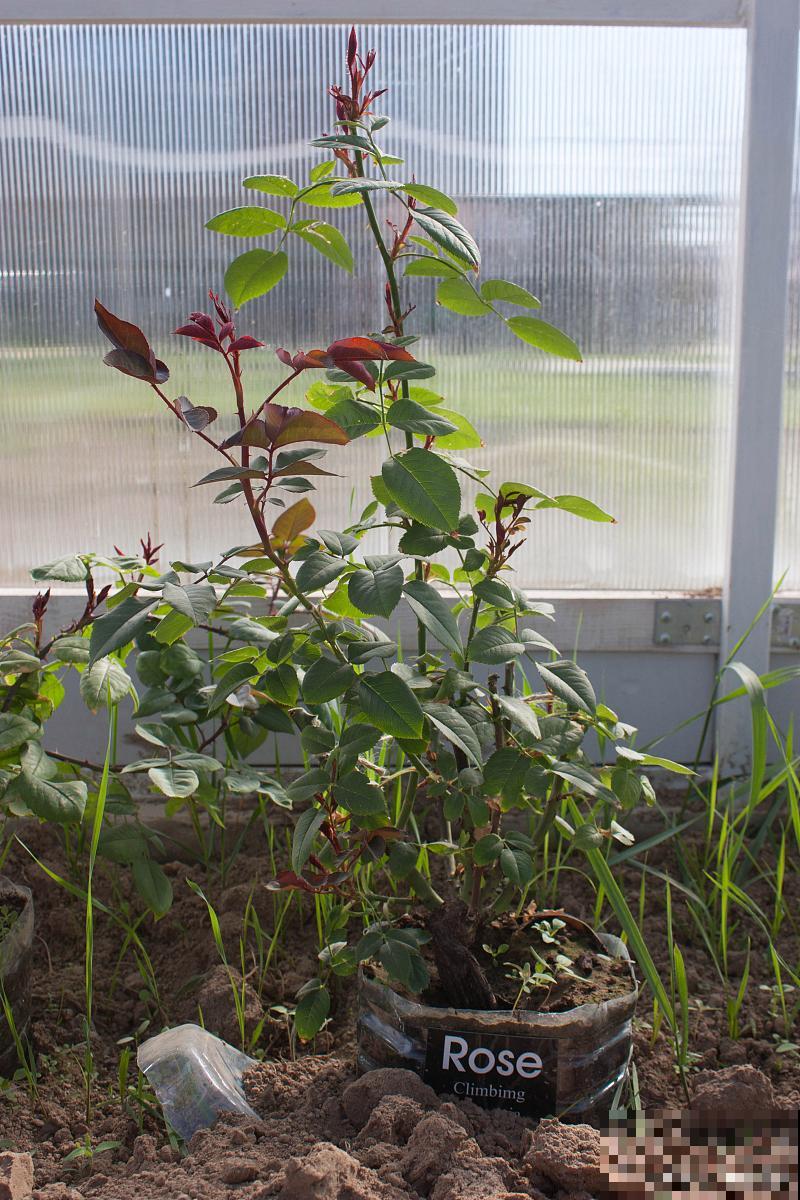 月季花苗怎么养? 月季花苗怎么养?