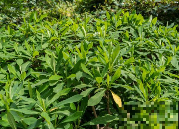 冬天开花的树，主要有这5种，观赏性极佳